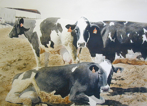 holsteins  |watercolor | 22 x 30 SOLD