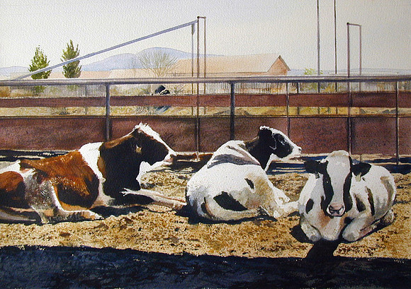 resting cows |watercolor | 14 x 20