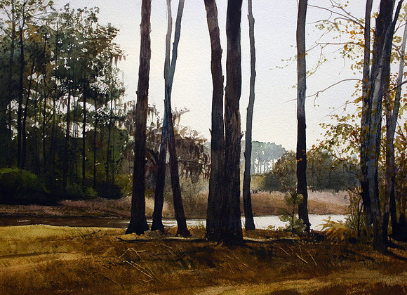 pine trees | watercolor | 14 x 20