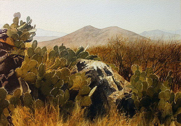 cactus covered |watercolor | 14 x 20 SOLD - GICLeE AVAILABLE