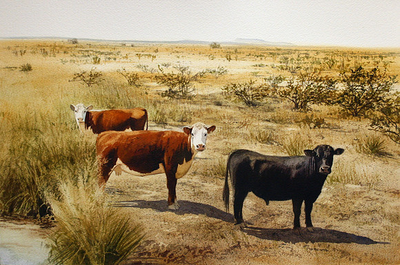 cows in southern desert |watercolor | 15 x 21
