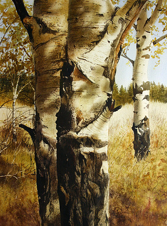 birch in autumn light |watercolor | 30 x 22 SOLD - GICLEE AVAILABLE