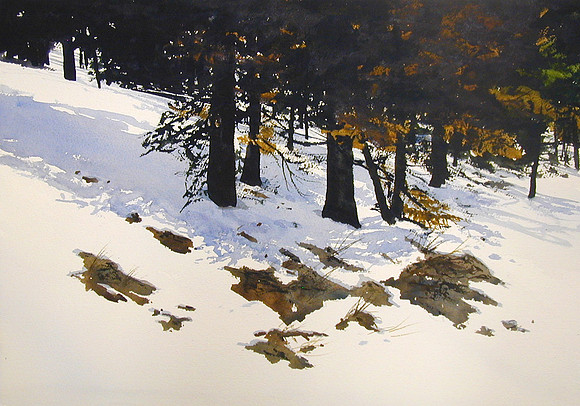 stand of pines |watercolor | 14 x 20 SOLD