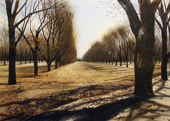 pecan grove |watercolor | 14 x 20