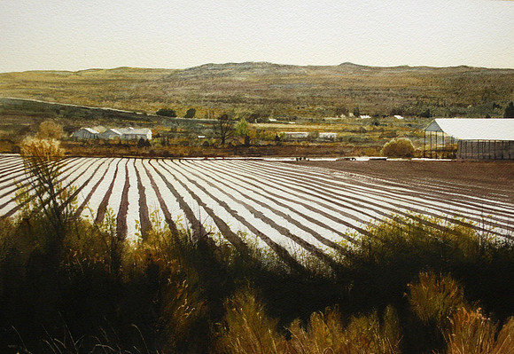 irrigated field |watercolor | 14 x 20