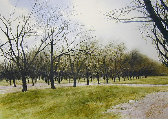 orchard in spring |watercolor | 14 x 20 SOLD