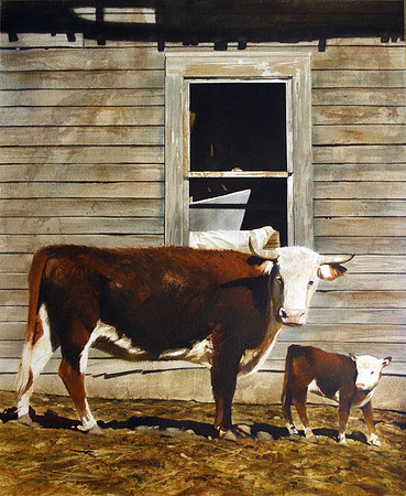 calf |watercolor | 28 x 22