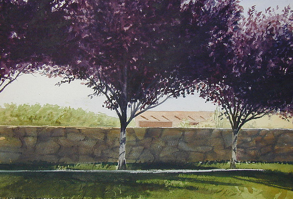 purple leaf plum |watercolor | 14 x 20